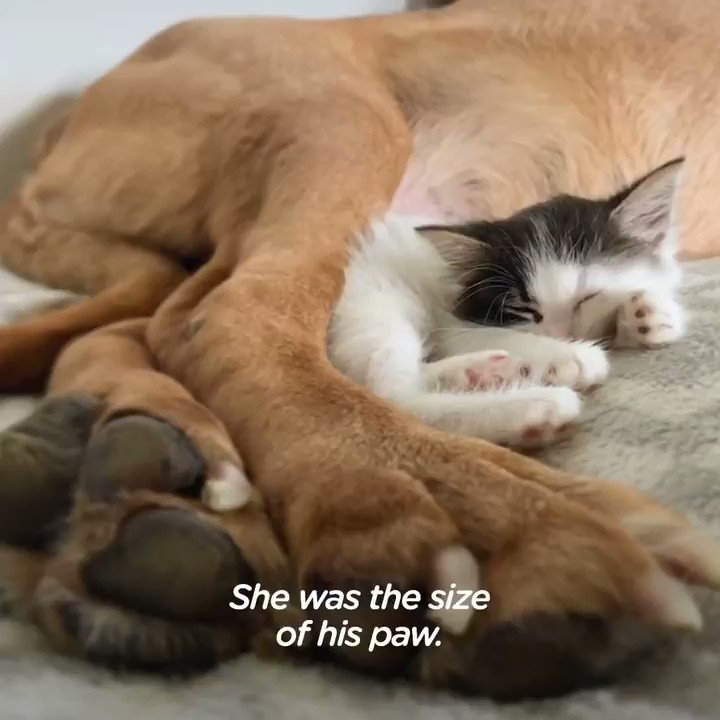 Happy International Friendship Day from these unlikely BFFS. Which kind of friend are you? β€οΈ for the kitten π for the doggo https://t.co/lpiFVLtru6