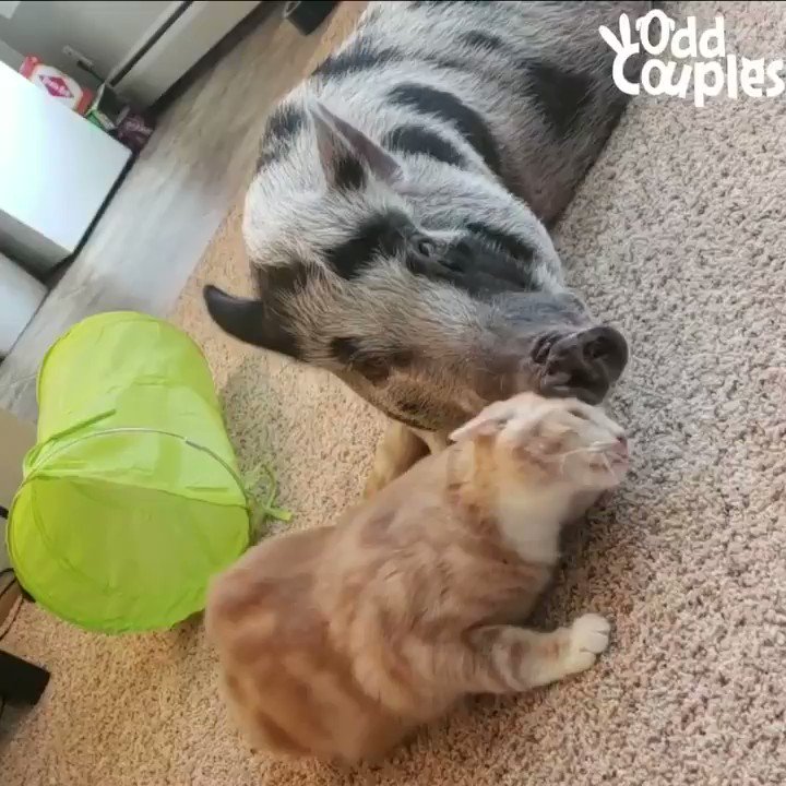 Time for cuddles! Which friend are you? β€οΈ for the cat π for the pig https://t.co/XQeNdX83dF
