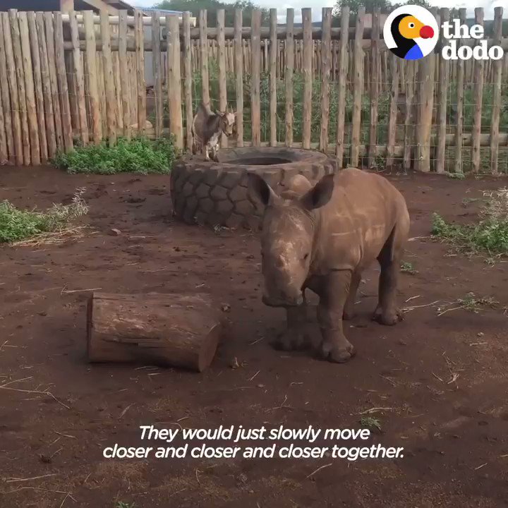 For the BFFS who see every day as an adventure. Which friend are you? β€οΈ for the baby rhino π for the baby goat https://t.co/6EL9ywd2BF