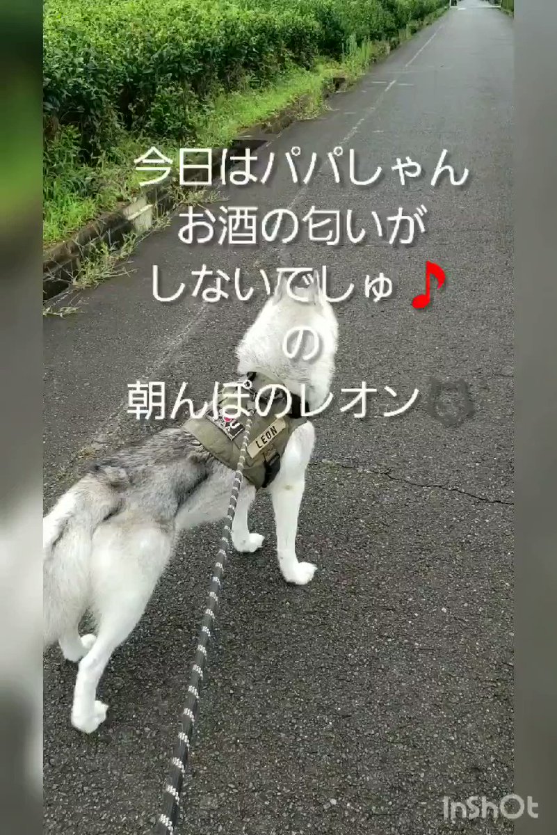 どうぶつ同盟 Doubutsujp Twitter