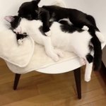 人間でもされてみたい？腕枕をする猫が可愛すぎる!
