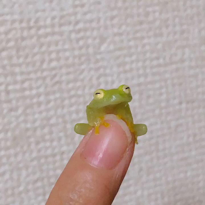 フライシュマンアマガエルモドキ Hashtag On Twitter