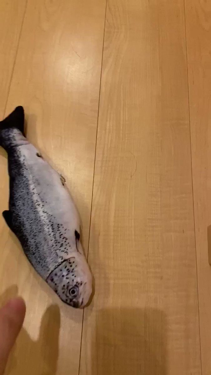 ネットで見かけた 動く魚のおもちゃ を猫に与えてみたらこうなった ビチビチビチビチ リアルがすぎる Togetter ネットで見かけた 動く魚のおもちゃ を猫に与えてみたらこうなった ビチビチビチビチ リアルがすぎる Togetter