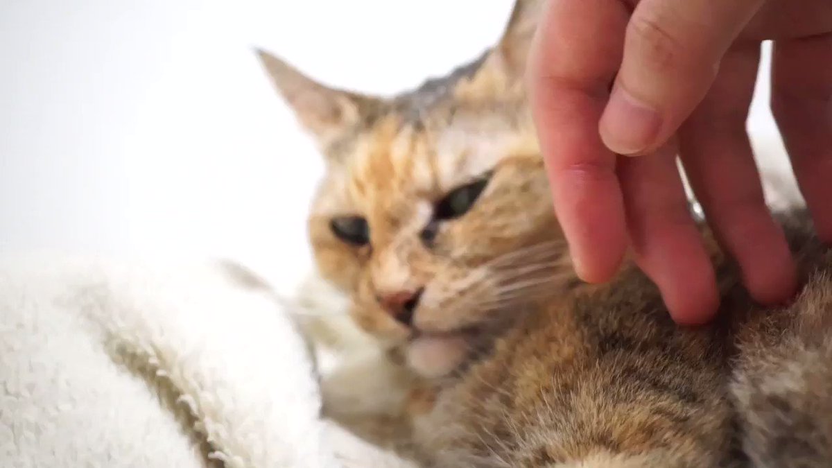 お母やんといっしょ。 (@withOkaasan) on Twitter photo 2020-08-06 22:39:35 あくびねこ!!!!٩( ⌯᷄Д⌯᷅ )۶ファ~ #猫動画 #CatsMovie #neko #cat #猫部 #猫 #麦わら猫 #猫好きさんと繋がりたい #猫のいる暮らし #猫好き #CatsOfTwitter あくびねこ!!!!٩( ⌯᷄Д⌯᷅ )۶ファ~ #猫動画 #CatsMovie #neko #cat #猫部 #猫 #麦わら猫 #猫好きさんと繋がりたい #猫のいる暮らし #猫好き #CatsOfTwitter