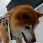 犬もシニアになると足の震えが…？診察台が怖くて震えているだけだった!