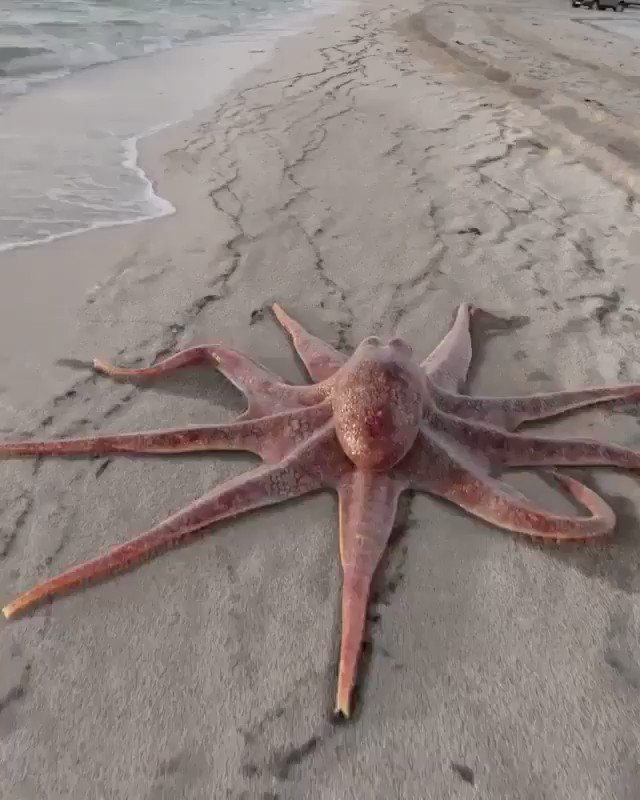 I'll never be convinced that these are not aliens living among us. https://t.co/YHVqAgZic6