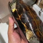 クサガメに人工呼吸を1時間くらいやったら、自分で呼吸を始め生き返した!