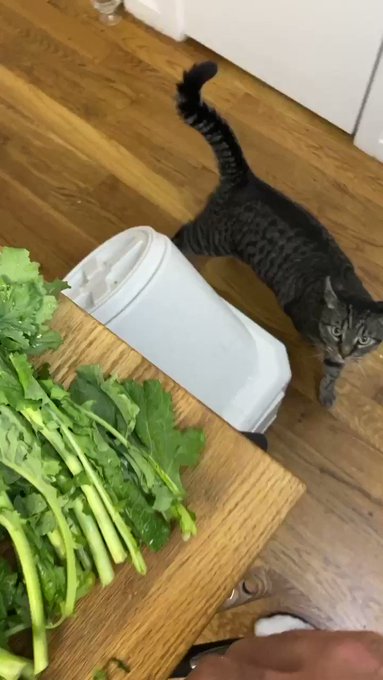 He is obsessed with greens, not eating them but attacking them https://t.co/ut9IehMzGw