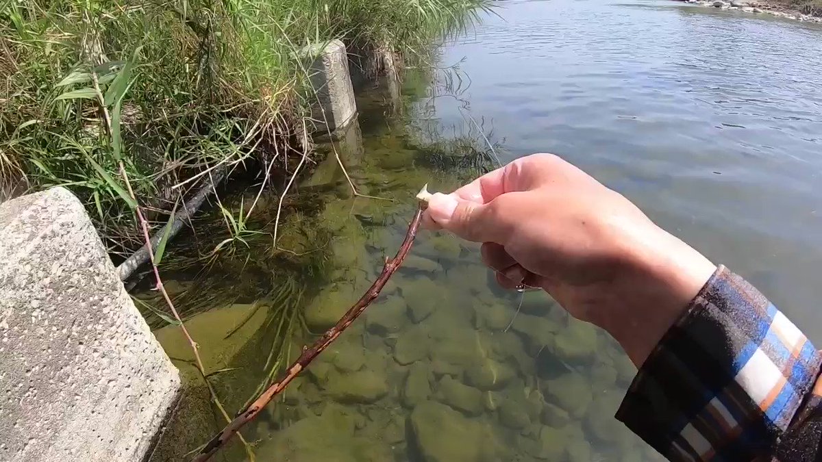 ウナギの穴釣り 準備から釣り方まで 昼間にうなぎを釣る方法 私が思うところ Gクラ使いでtklm信者で