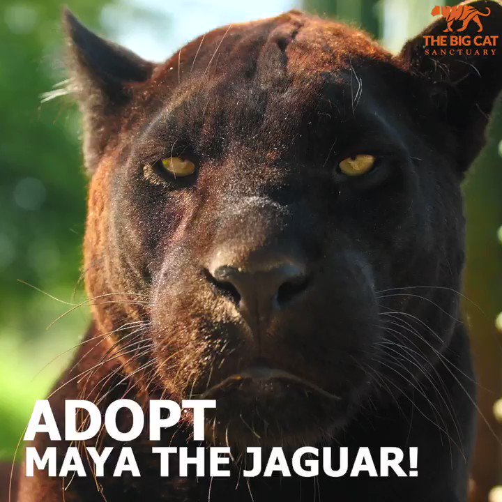 Maya The Jaguar a Twitter: Maya The Jaguar a Twitter: