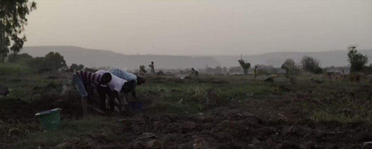 #Cassava is a staple food for over 800 million worldwide. It also contains poisonous cyanide in its roots, which must be removed before eating. Find out how @jblphd and @MichaelGzRs at @igisci are looking to find a solution to this problem. @Better_Seed https://t.co/UsSntiramF https://t.co/8K8IIfizF7