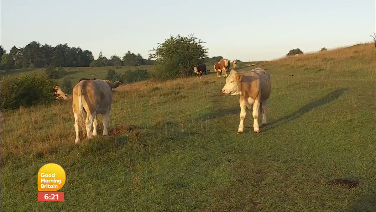 There's no social distancing happening here!
@Lauratobin1's weather report from Stroud has attracted quite an audience. 🐄🐄🐄 https://t.co/uZ07i8A9Qc