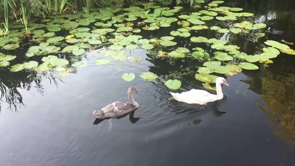 Yesterday I was on a nice afternoon walk and came across a beautiful bevy of swans.That made my day.#swans #bevyofswans #animals #simplethingsinlife #Happiness #travel #summer https://t.co/qtT6ObVLKx