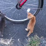 どんどん猫が寄ってくる!なぜか自転車に興味津々の猫たち!