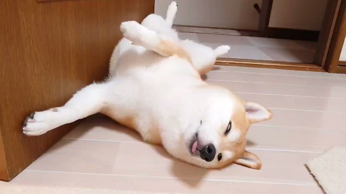 動物系 Min T ミント