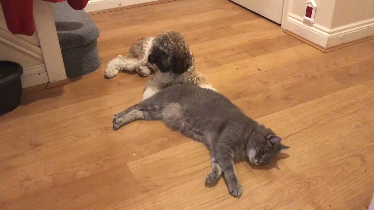 @Malcolm_theCat's photo on #SaturdayMotivation
