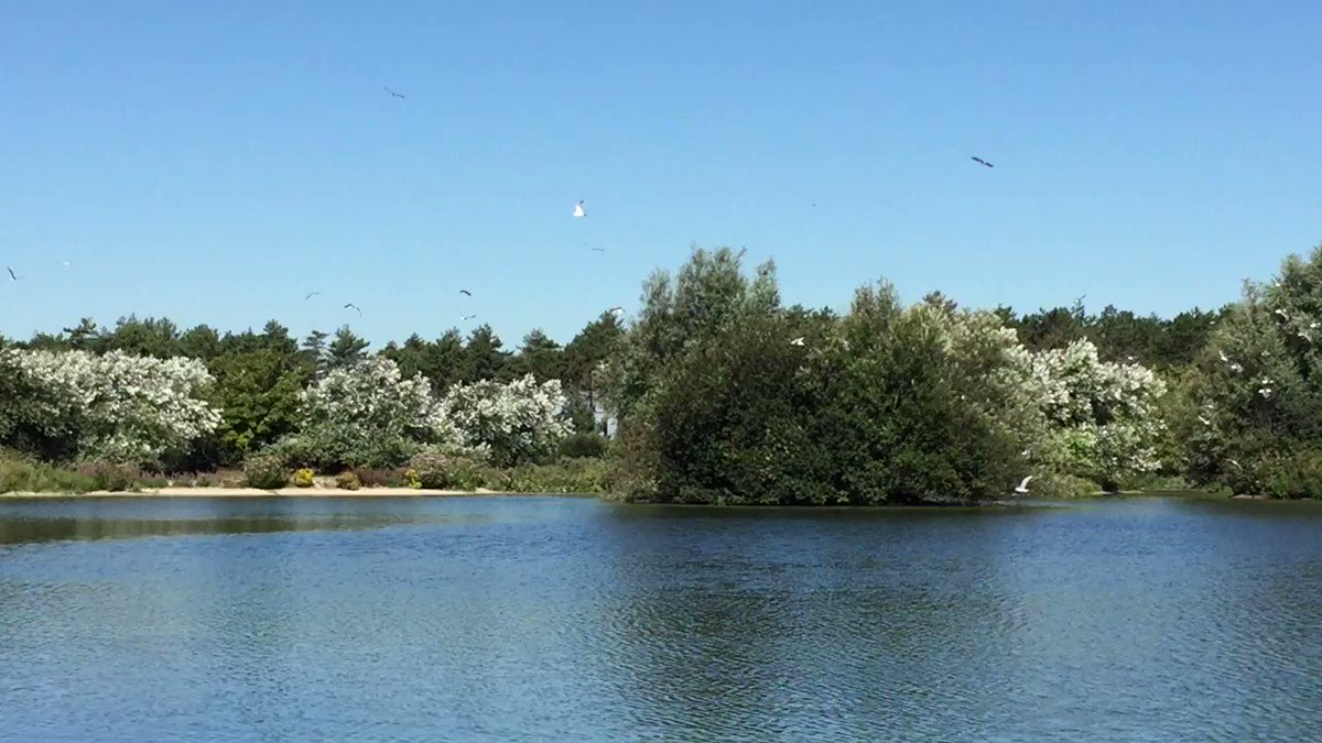 Alexander Verbeek 🌍 (@Alex_Verbeek) on Twitter photo 2020-08-08 08:07:18 🐦 It was all quiet on this dune lake, until one big bird arrived. It flew around in circles while loudly screaming, and intimidating the others. The other birds flew up. Some were frightened, some confused. But soon they learned to ignore the bully, and peace returned. 🐦 It was all quiet on this dune lake, until one big bird arrived. It flew around in circles while loudly screaming, and intimidating the others. The other birds flew up. Some were frightened, some confused. But soon they learned to ignore the bully, and peace returned.