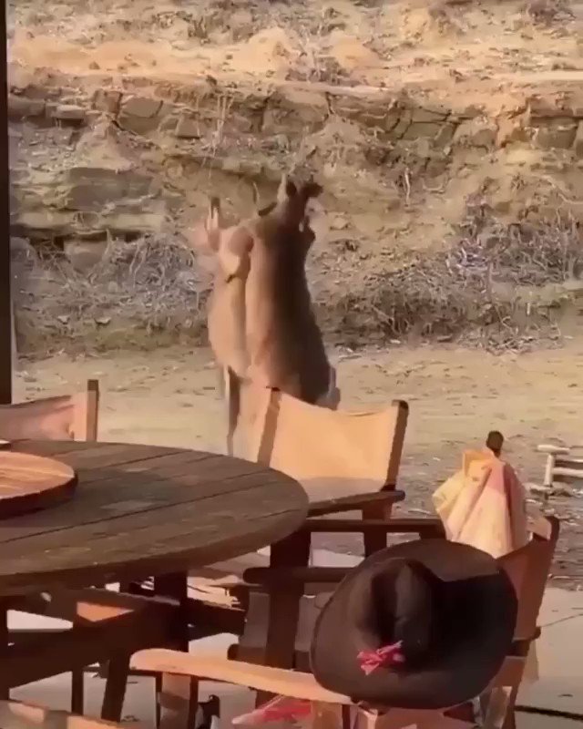 Kangaroo fight..
🎥 IG: blueplanet8192 https://t.co/0nzNM4CgEv