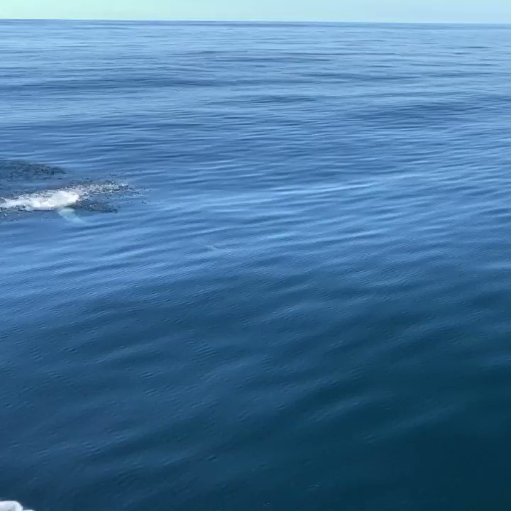 Slow-mo common dolphin today off West Cork.
@atlanticwhales @BBCSpringwatch @wildatlanticway @DiscoverIreland
#Courtmacsherry #WestCork #Clonakilty #whalewatching https://t.co/a5wSJCsfaA