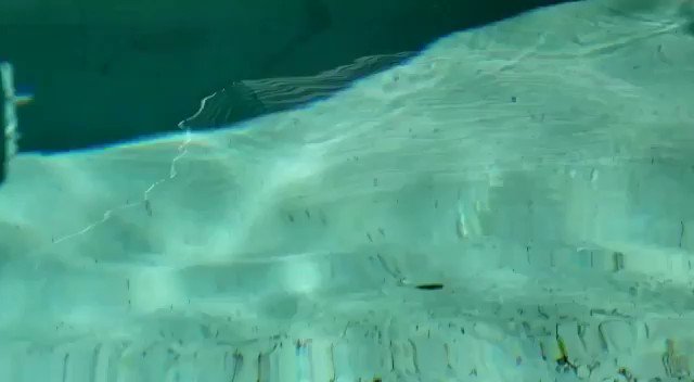 Just when you thought it was safe to go back into the water..... PAWS!  🦈 @SharkWeek https://t.co/U2<a href="/tag/iphone"class="tags"><span>#iphone</span></a>