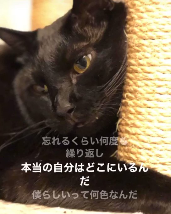 黒猫ノマドのtwitterイラスト検索結果 黒猫ノマドのtwitterイラスト検索結果