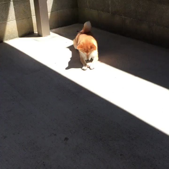 つぶ セミファイナルを見守る 犬 去年 今年はセミ食べて吐いてました