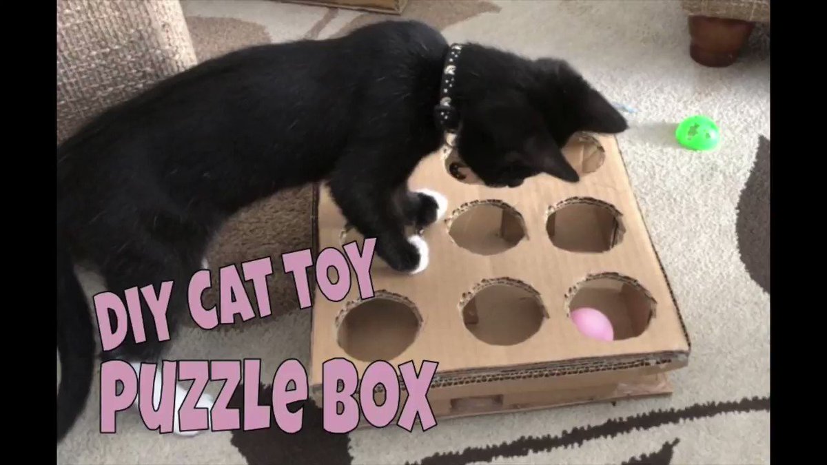DIY Cat Toys & Houses on Twitter "DIY Cat Puzzle box Check out how to