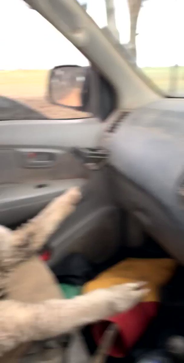 Iβm done with people. I just want to be best friends with this dude. https://t.co/sfKwRigST9