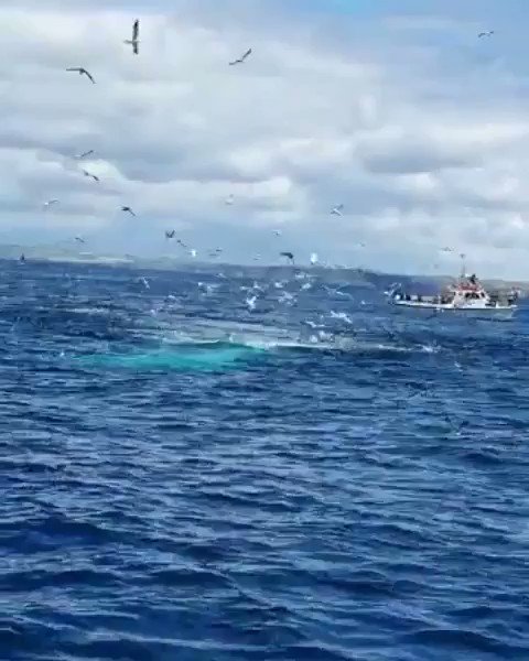 OMG!!! This is just so AMAZING😍🤗More jaw dropping wildlife near Courtmacsherry bay, Cork. Have you seen anything like this before? #whale #westcork #ireland #staycation
📸by IG:kinneensimon & IG:atlanticwhaleandwildlifetours ❤️ #cork_daily #videooftheday #lovecork #visitcork https://t.co/Rnpu9wm7V2