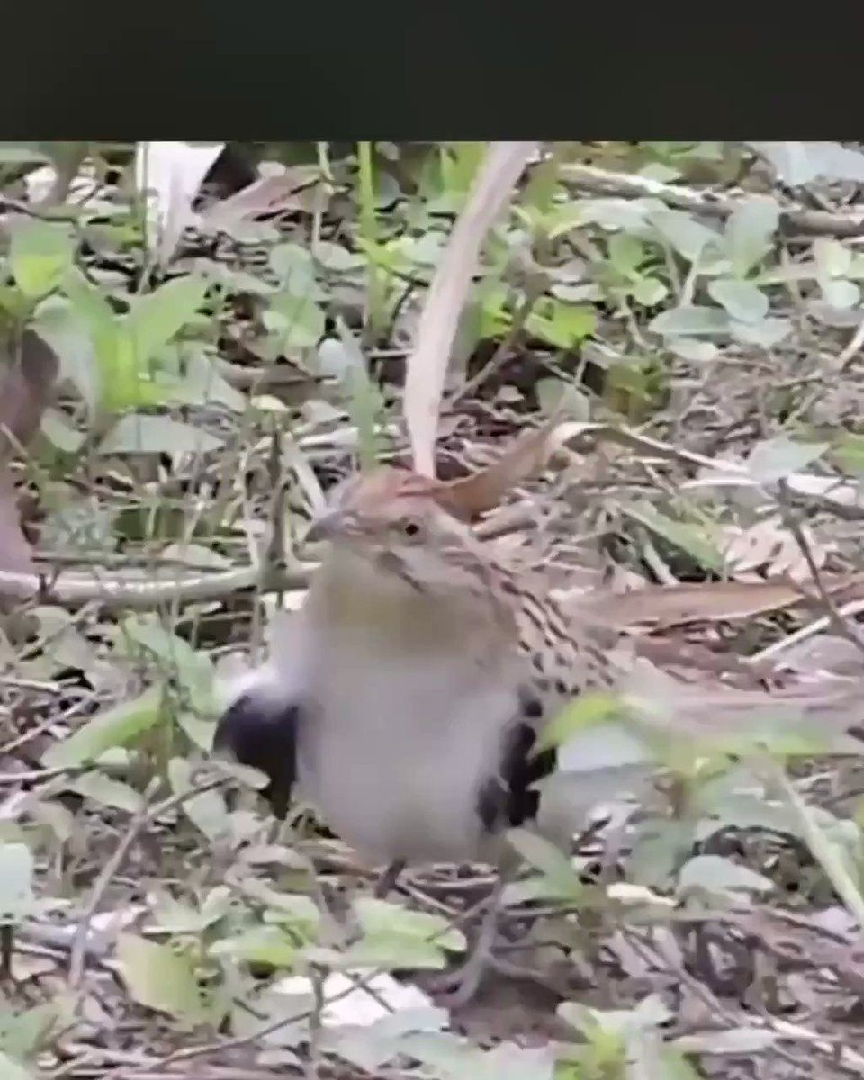 My editing to this cute cockoo birdie 🤍✨🙌🏻 Billie Jean vía Michale Jackson 💿🎼 #music #animals #birds #funnyvideo #michalejackson #funny #humor #laught #joke #cute https://t.co/ARgQ4KhwTB