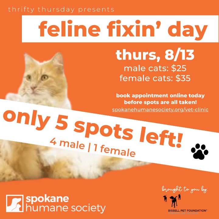 adopt – cats – Spokane Humane Society