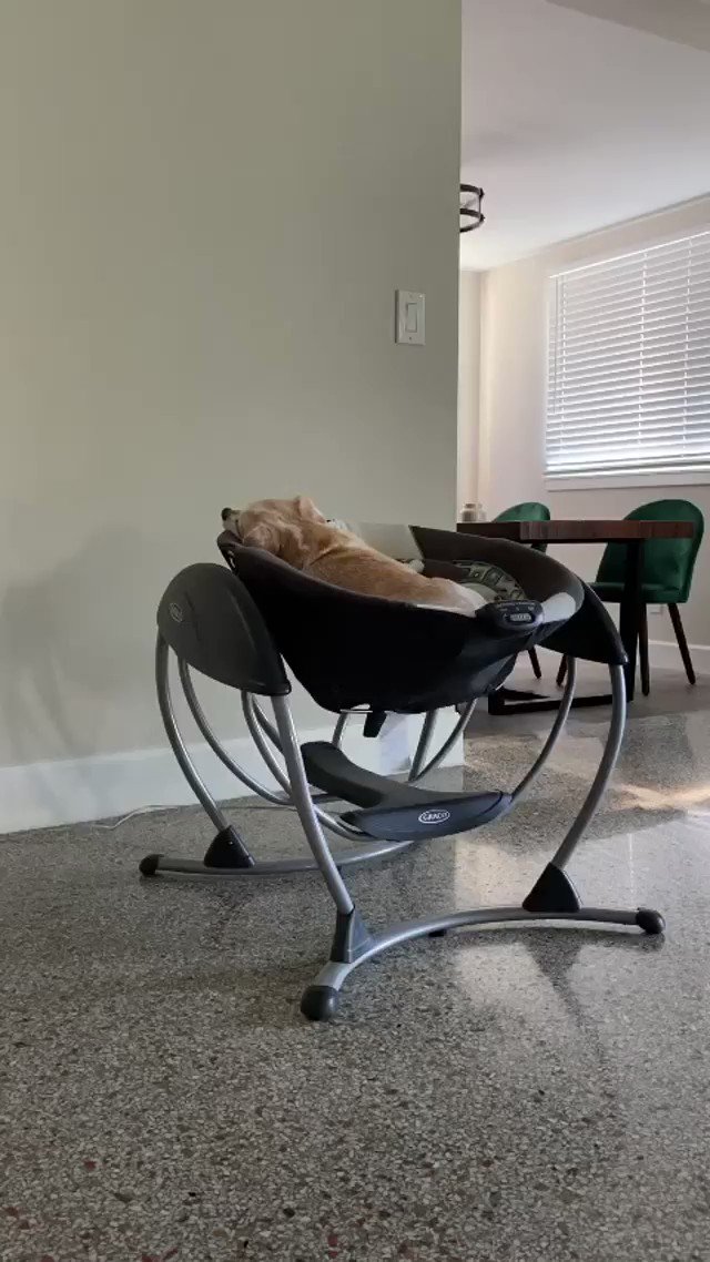 @dog_rates's photo on Harris