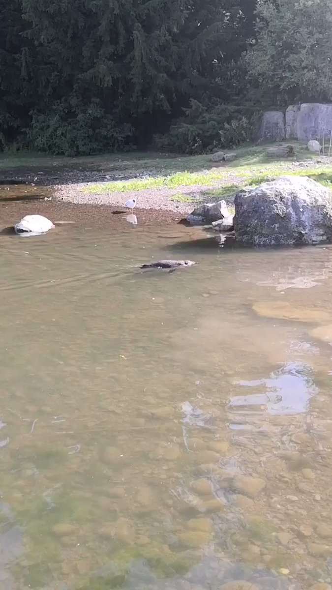 A lovely day for a swim!
The Humboldt Penguin habitat in Fota is connected to Cork Harbour, which provides the birds with natural sea water.
https://t.co/Azm4a9YRu8 https://t.co/GHH8BN18mq
