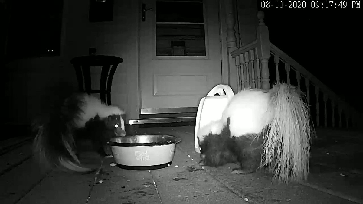 Something we have learned, skunks love Italian food. This rumble was a result of a small amount of leftover rigatoni. Pro Tip: Don't get between a skunk and his rigatoni
*Posting this again because I posted the wrong video before
#Beastrocam https://t.co/ISzDBOmio9