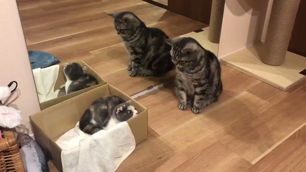 戸惑った様子が切ない？お気に入りの箱をとられてしまった猫ちゃんｗ
