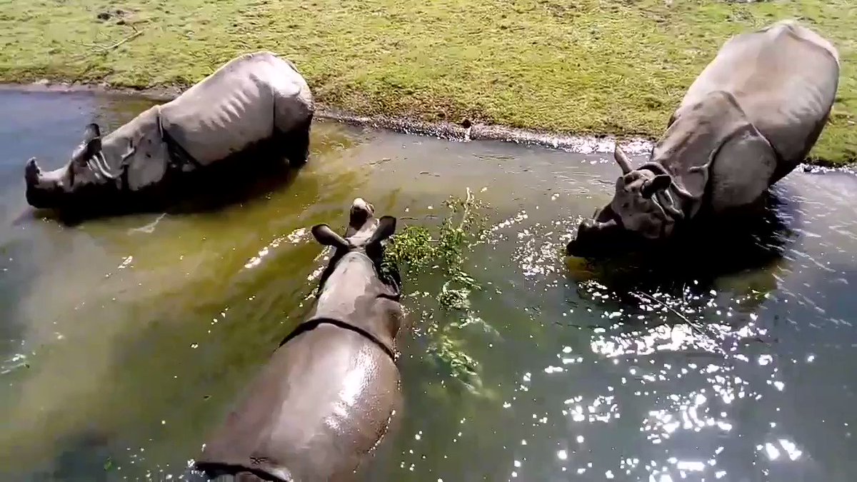 The three Indian Rhino at Fota Wildlife Park out in their pool, thanks to our ranger Cormac for the video. Maya, our only female Indian Rhino arrived to the park this January.
Learn more about the Indian Rhino here - https://t.co/fyQ1CHmMPV https://t.co/Fo7UTXYUAw