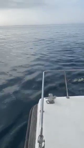 FASTNET SWIM - @BurrowsSwim set off on an early swim from Fastnet to Baltimore & completed what is classed one of the world’s hardest swims on Wednesday in 7:45hrs 🏊♀️ Elaine’s been chatting to @rayfoleyshow about the incredible achievement & swimming with dolphins 🐬 https://t.co/AzBemE2OLI