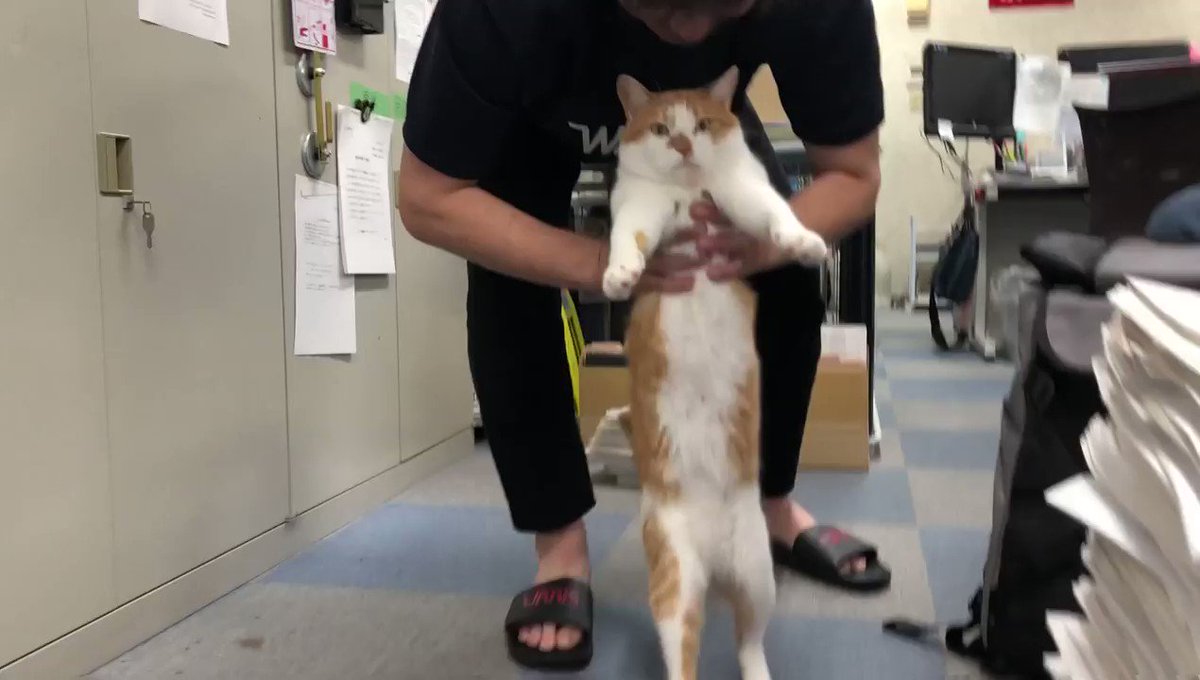 猫キョンシー板常見問題用データ集積庫,2020.8.16 - Togetter