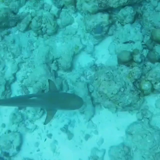 Make them all Trips of a Lifetime (@ThemTrips) on Twitter photo 2020-08-14 01:47:58 Come #snorkel with us near the deep blue drop off of a Maldavian Atoll, where #sharks swim freely underneath you. @joshuagates #SharkWeek #sharkweek2020 #sharks #NaturePhotography #swimming #underwater @Discovery @NatGeoTravel @Hurawalhi #maldives Come #snorkel with us near the deep blue drop off of a Maldavian Atoll, where #sharks swim freely underneath you. @joshuagates #SharkWeek #sharkweek2020 #sharks #NaturePhotography #swimming #underwater @Discovery @NatGeoTravel @Hurawalhi #maldives