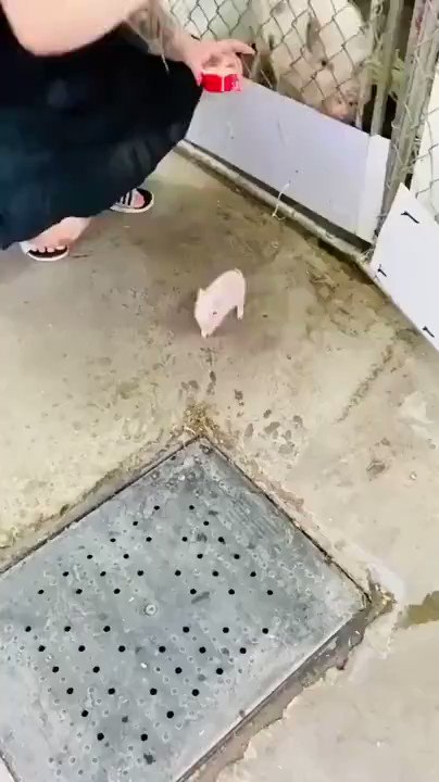 ミニ豚すぎるミニ豚！まるで子猫のよう