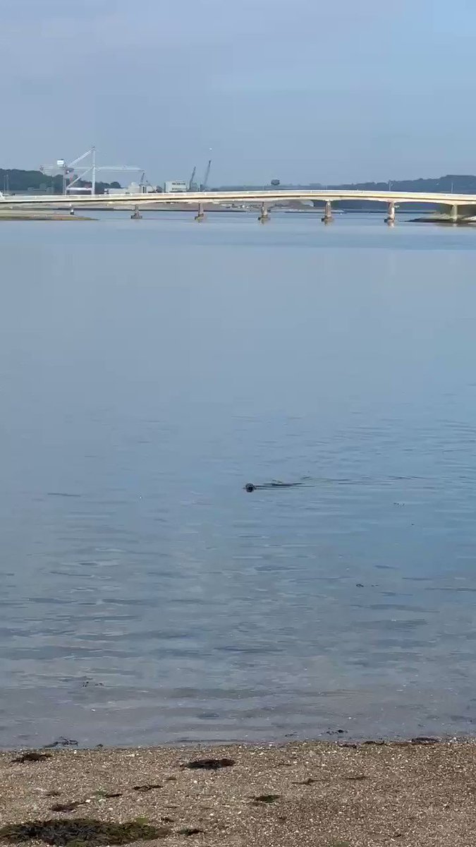 Seamie the seal occupying his regular spot off Spike Island’s shore.
The ancient Irish believed seals were humans under a spell, cursed to the seas by a cruel sorcerer. So perhaps Seamie is an ex-resident!
#seals #corkharbour #ireland #cork #cobh #seal #sealife #wildlife https://t.co/H3XEHpNXoz