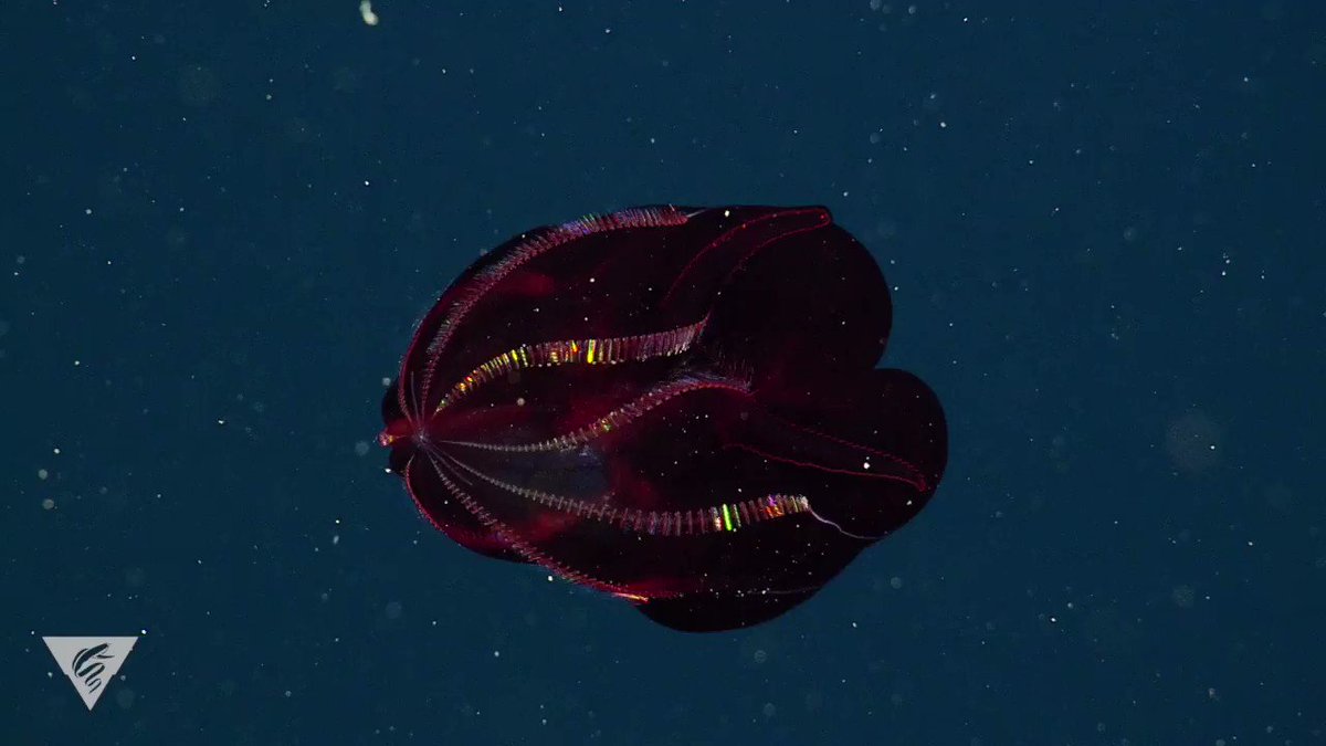 The Bloody Belly Comb Jelly Moves Through The Deep Sea By Beating Its 3rousynpkCqoUr7I