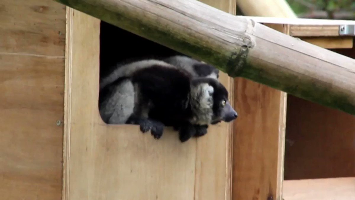 Our two Black and White ruffed #lemurs have been named! Thanks to everyone for suggesting names, introducing Bánie, suggested by Liam Sheehan from Castletownbere & Dubh suggested by Anne Loughnane from Galway, who have both one an annual pass to the park. https://t.co/5OX523TMug https://t.co/ZVQNR0R5lh