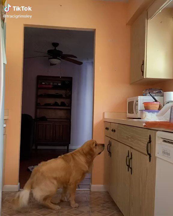 Caught.
Dogs, bruh... https://t.co/dWEr10dmjS