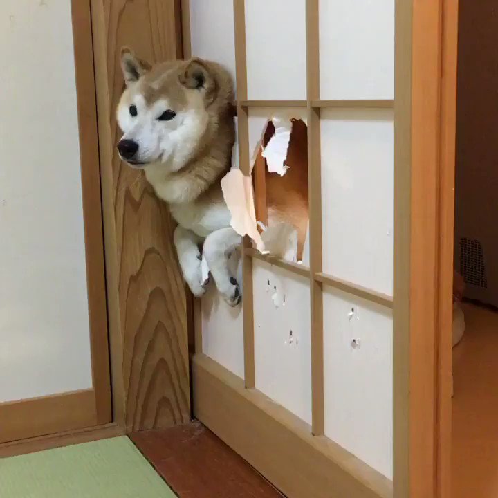 犬部ベストショット 挟まる 話題の画像がわかるサイト 犬部ベストショット 挟まる 話題の画像がわかるサイト