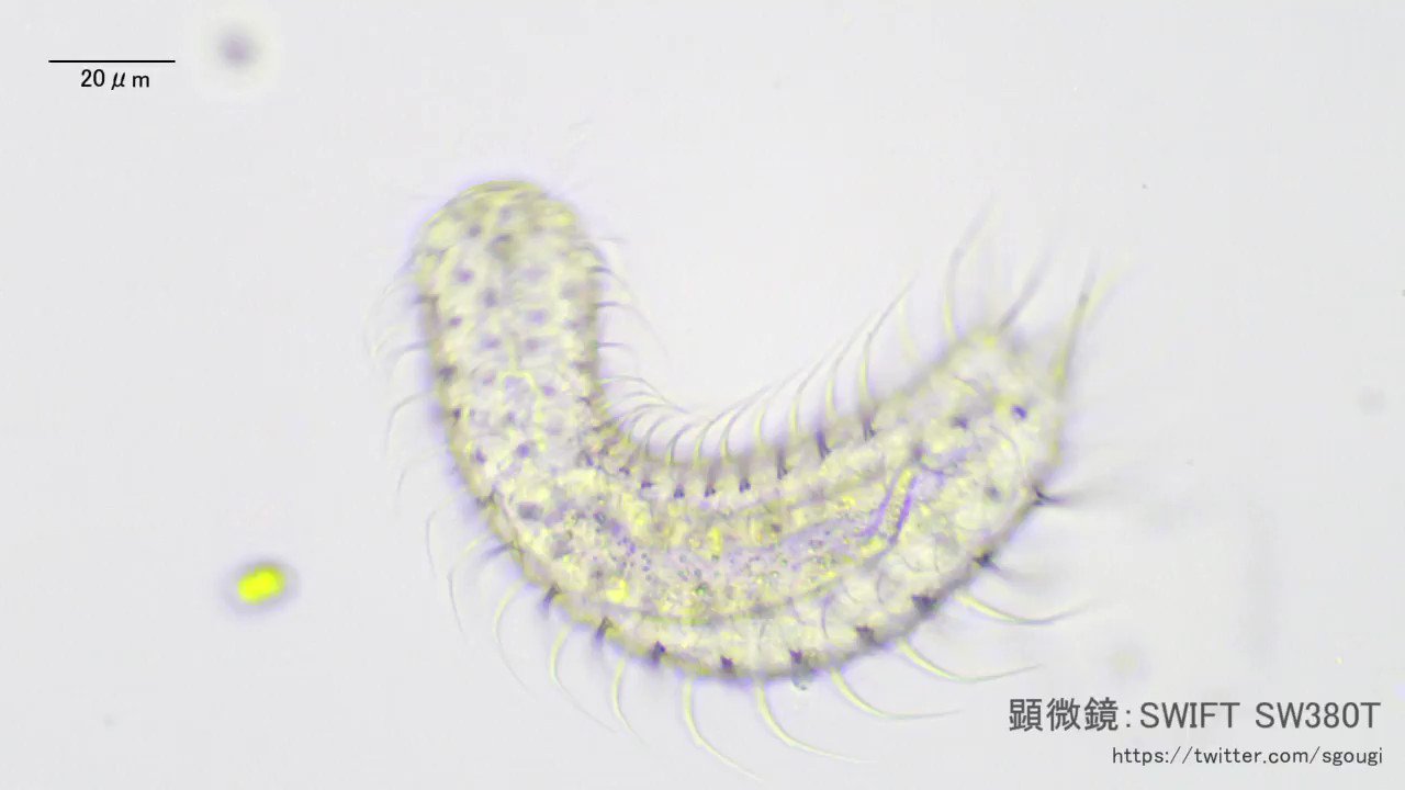 SWIFT SW380Tで撮影した写真や動画 / Twitter