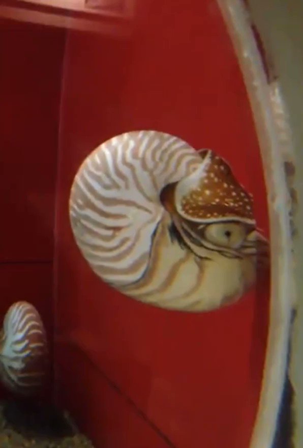ট ইট র 神虫からすみ オオスカシバの人 オウムガイほんとにかわいいのでもっと水族館で飼育してほしい かわいい T Co K5ckbgdlds
