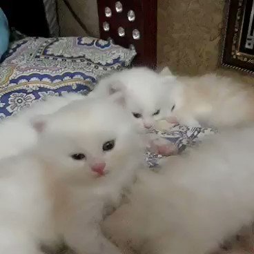 pet junoon (@pets_junoon) / Twitter pet junoon (@pets_junoon) / Twitter