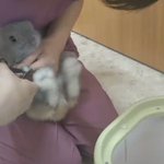 爪切り中のウサギさん。怖いのか足のブルブルが半端ないw