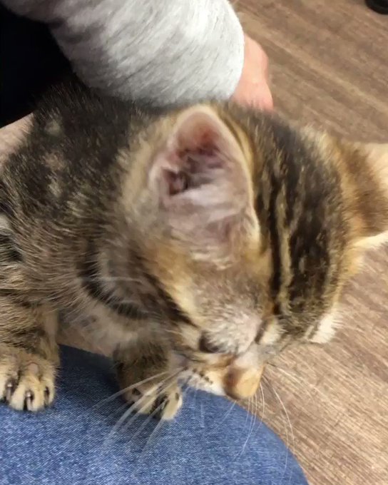 保護犬カフェ立川店のtwitterイラスト検索結果